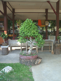 bonsai tree in thailand