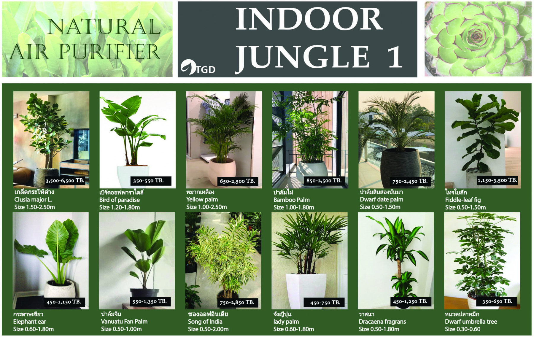 Indoor plant catalog 1