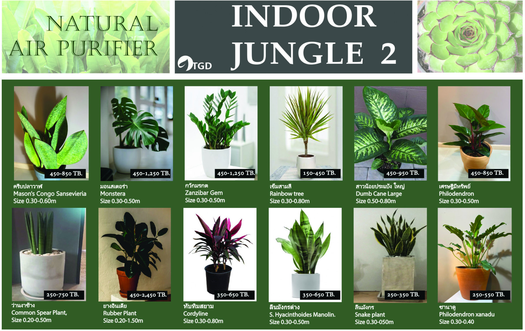 Плант каталог. Tropical Plants Indoor Plants. Комнатные древовидные растения каталог с фотографиями и названиями. Catalogue of Plants. Тайландское растение которое используют для Энергетика.