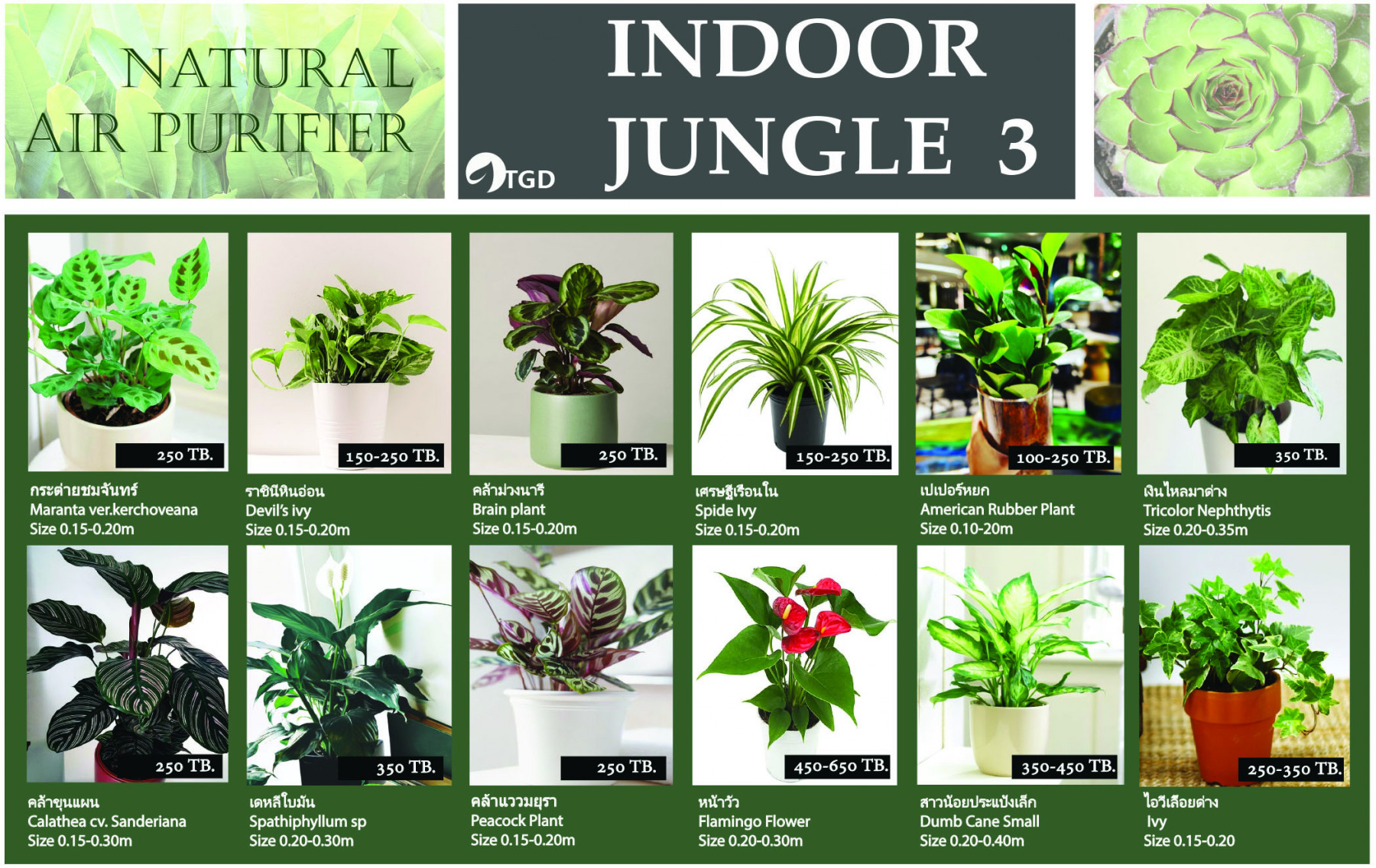 Indoor plant catalog 3