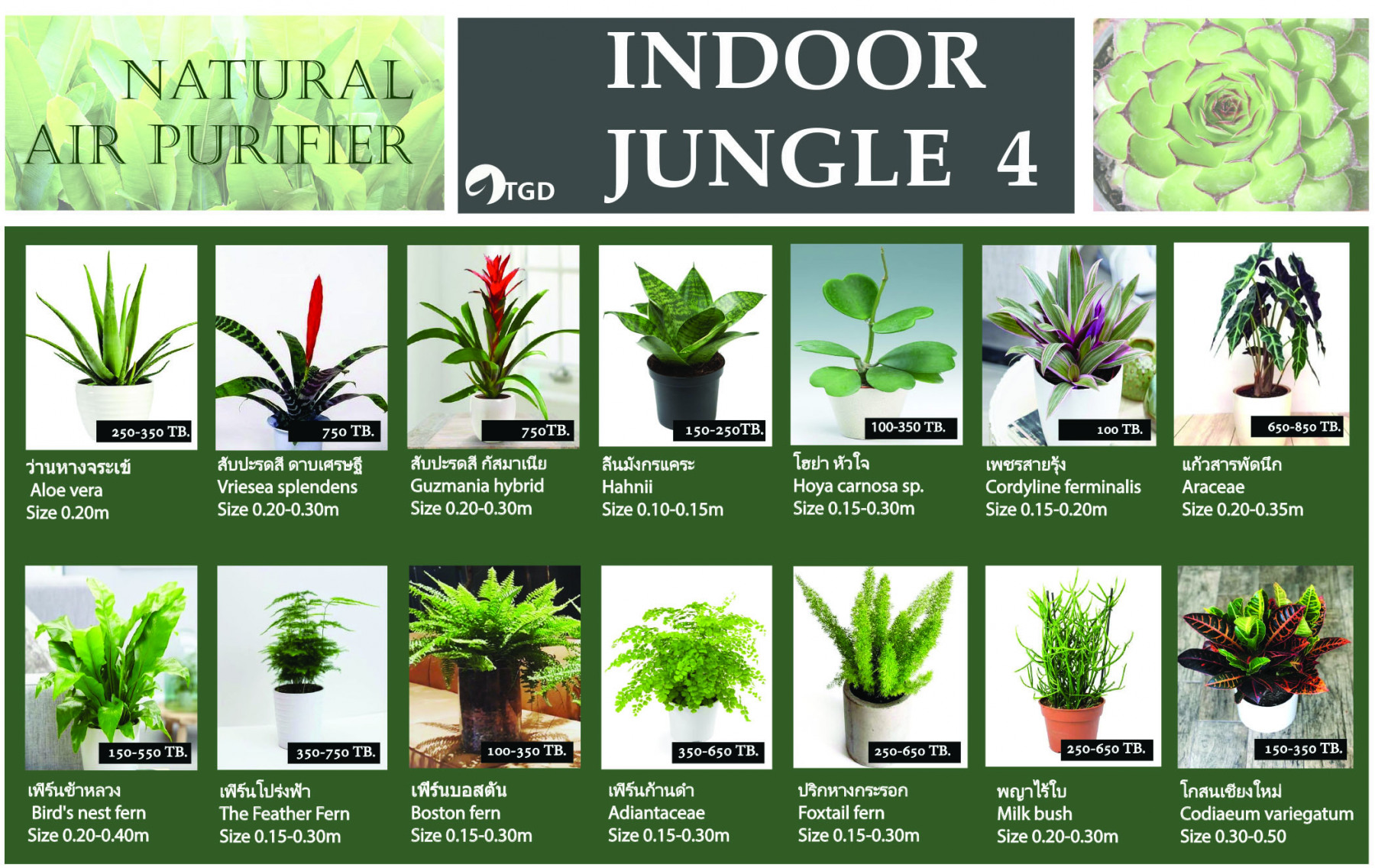Indoor plant catalog 4