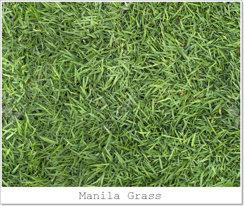 Manila Grass.