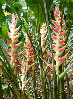 Heliconia in Thailand