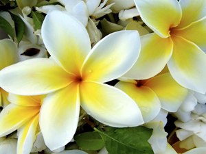 plumeria frangipani thailand