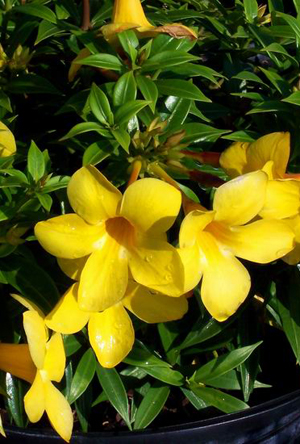 alamanda in thailand