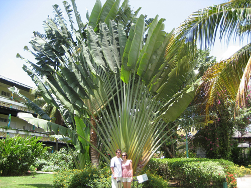 Travelers_Palm