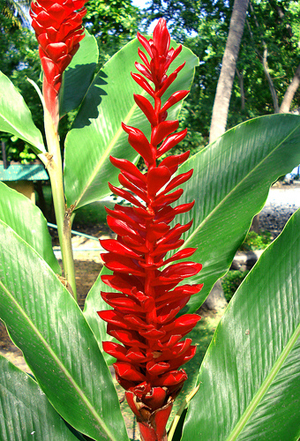 red button ginger plant edible