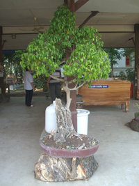 Thai bonsai tree