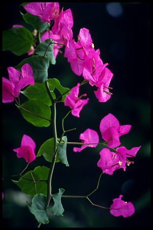 bougainvillea plant thailand