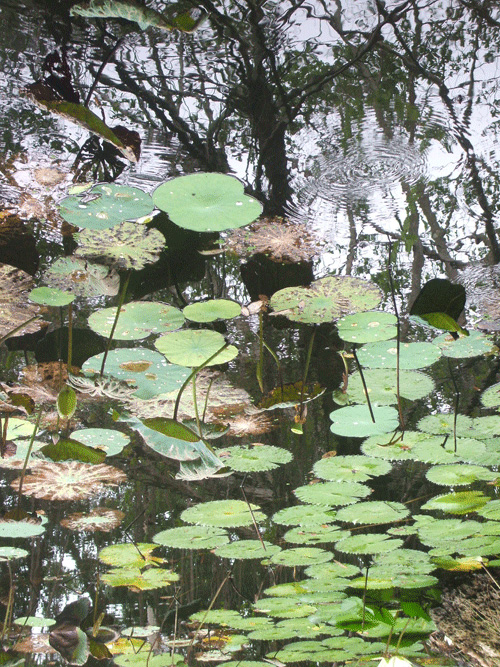 lotus pond thailand