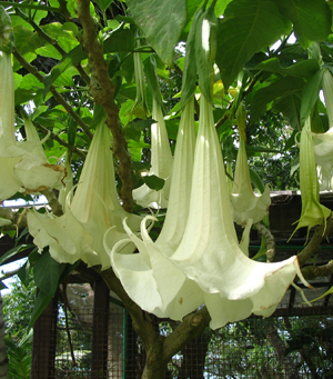 brugmansia candida thai flower