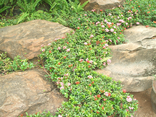 ixora coccinea jungle geranium