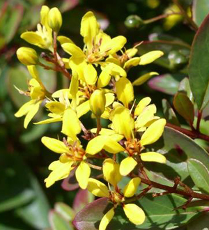 Galphimia_flowering_shrub