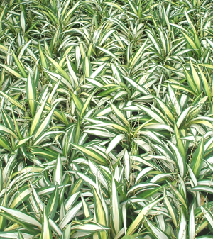 dracaena reflexa or song of india