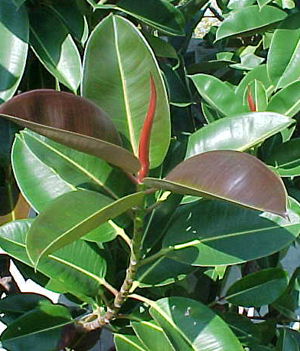 ficus elastica