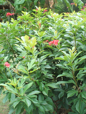 jatropha integerrima peregrina