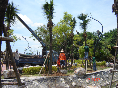 tropical thai tree planting