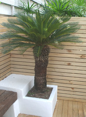 cycas revolta thailand tropical palm cycad