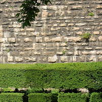 stone wall with shrubs thailand