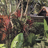 wooden fencing and tropical planting