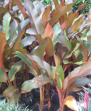 thai red banana plant