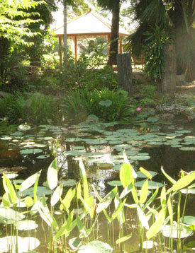 lotus pond water garden thailand