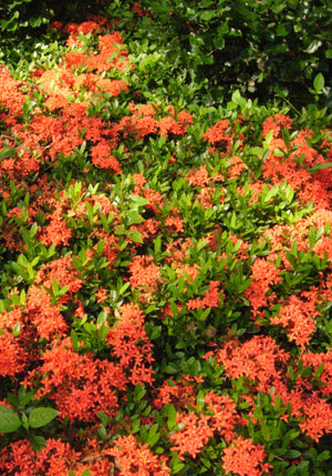 Ixora_stricta