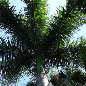 royal palm thailand