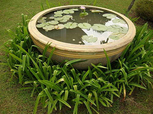 thailand lotus plant pot thai garden