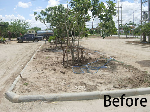 thailand tropical trees thailand tropical trees