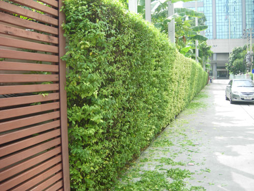 green wall hedge plant bangkok thailand