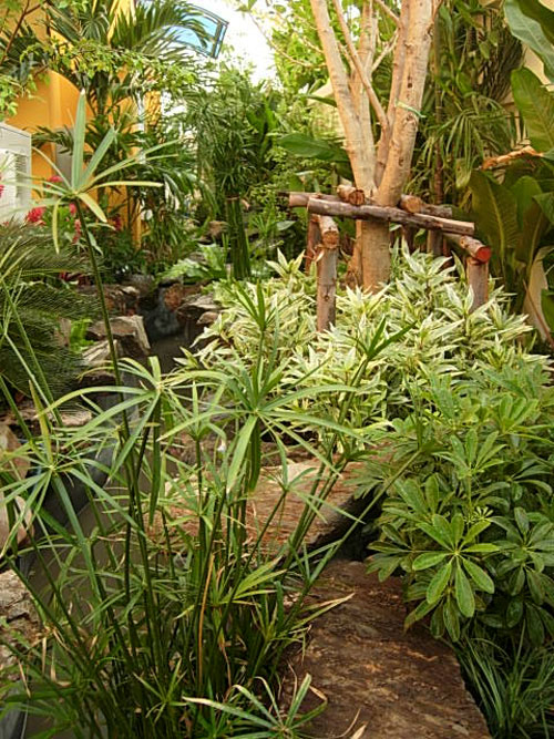 contemporary jungle garden in thailand