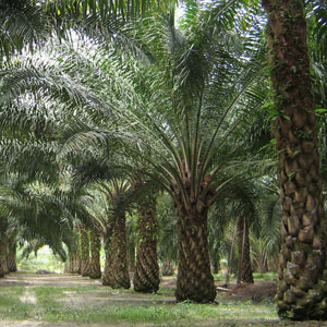 thai palm trees