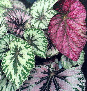 tropical begonia plants