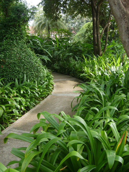 crinum lily walkway