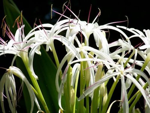 crinum lily spider lily