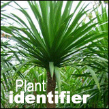 tropical plant identity