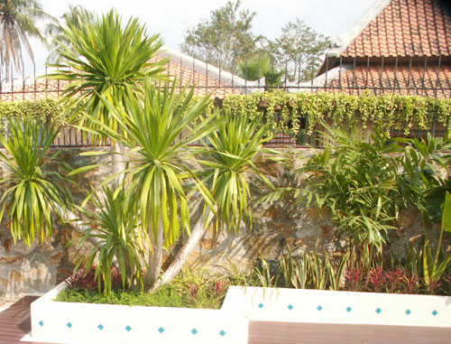 planting scheme for thai garden