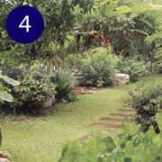 modern thai garden