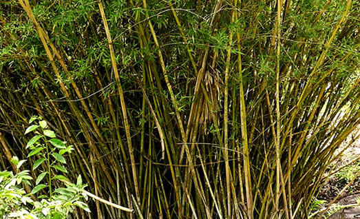 bamboo vulgaris