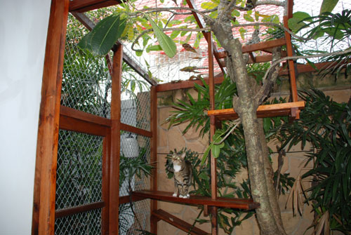 dog enclosure bangkok