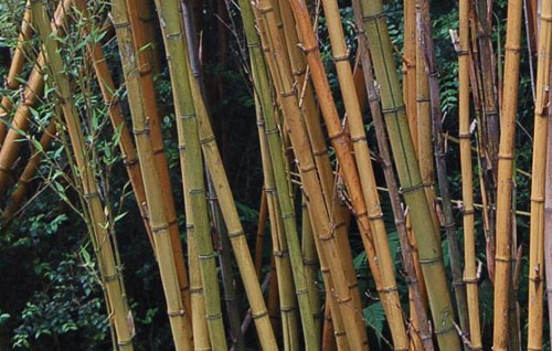 bamboo sulphurea