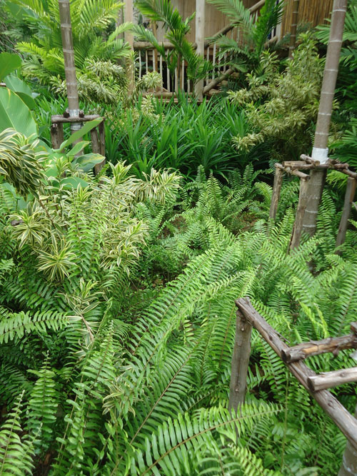 tropical garden thailand