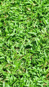 Malaysia-grass
