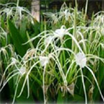 Hymenocallis belongs to the plant family Amaryllidaceae. They are also bulbous perennial herbs. The plants have large spectacular flowers. Some of the species are widely known as Spider Lily's.