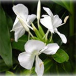 The White ginger lily (Hedychium coronarium) is fragrant and attractive. It is originally from the Himalayas region of Nepal and India.