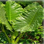 Colocasia esculenta are grown for their large, heart-shaped leaves. Prefer slightly acidic soil in partial shade.