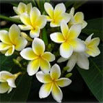 Plumeria, also known as Frangipani, is a very popular ornamental tree due to its beautiful flowers and strong fragrance at night. Thrives in strong sunlight.