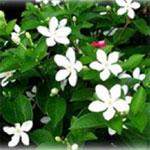 Hardy shrub that produces large, white flowers. Likes well-drained soil.