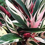 Stromanthe sanguinea, otherwise known as Tricolour, grows with leaves of green, cream and red/pink. Provides colourful ground cover.
